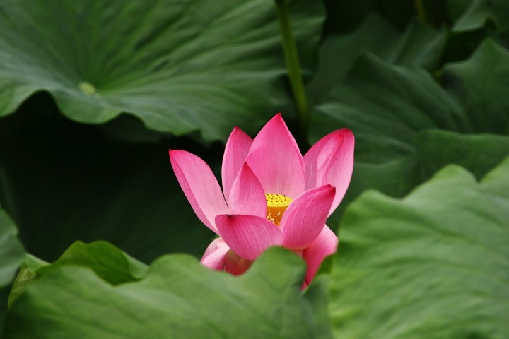 平地公園の蓮