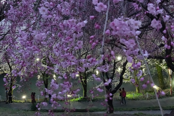 大池公園の夜桜散策