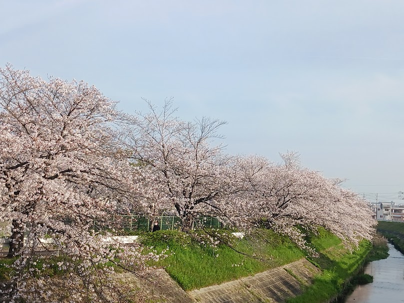 渡内川・脇ノ田橋の桜