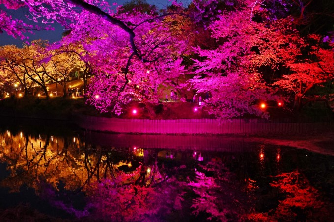 大池公園夜桜ライトアップ