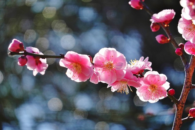 大池公園　梅園の梅の花2