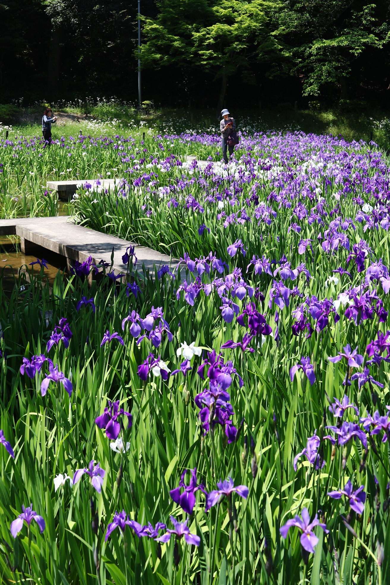 上野台公園杜若