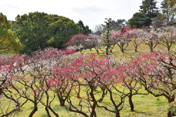 大池公園9