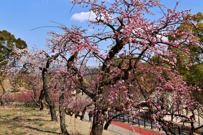 大池公園　梅園満開