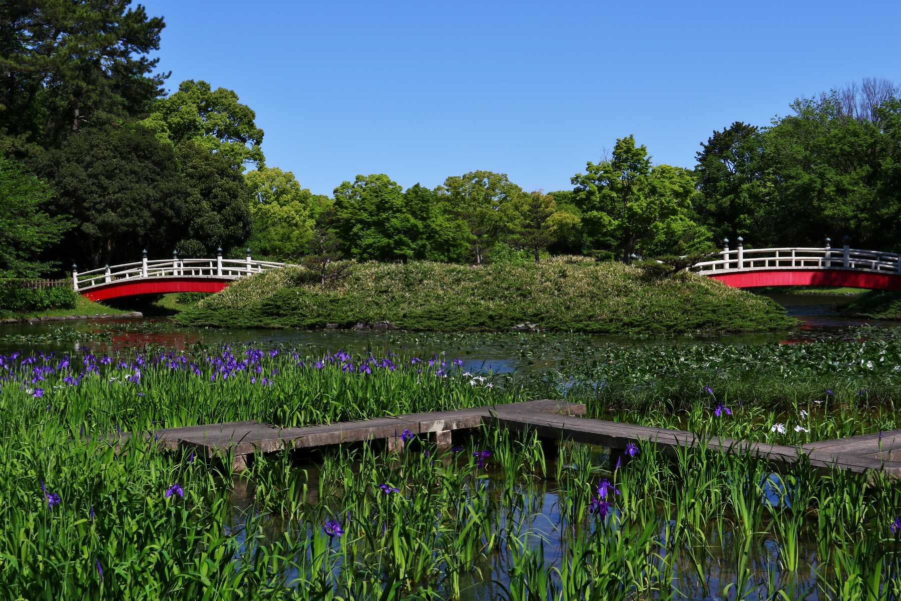 上野台公園　杜若