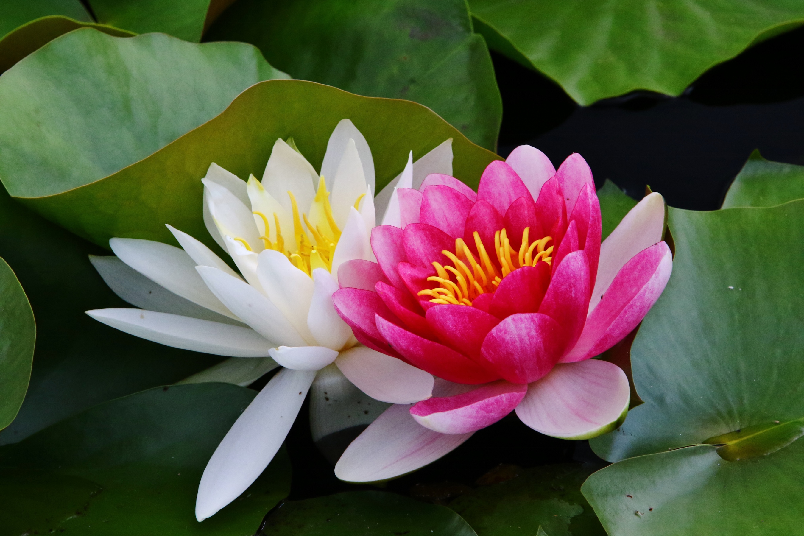 大池公園　睡蓮の花　アップ