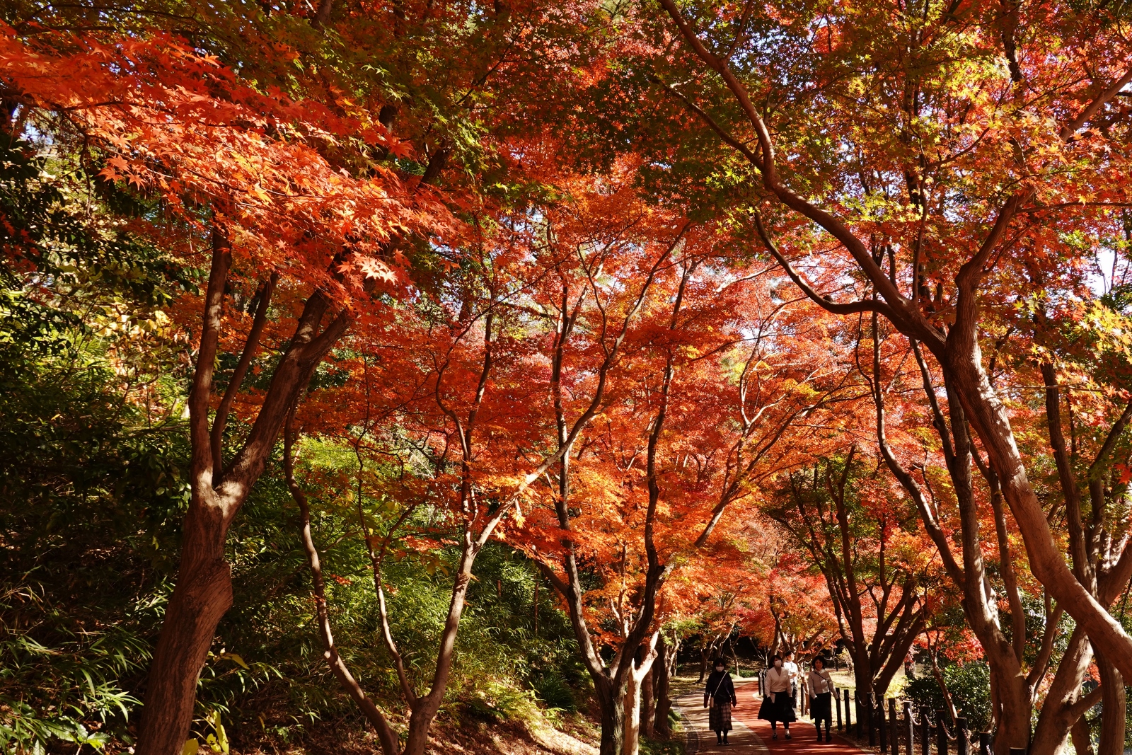 大池公園紅葉