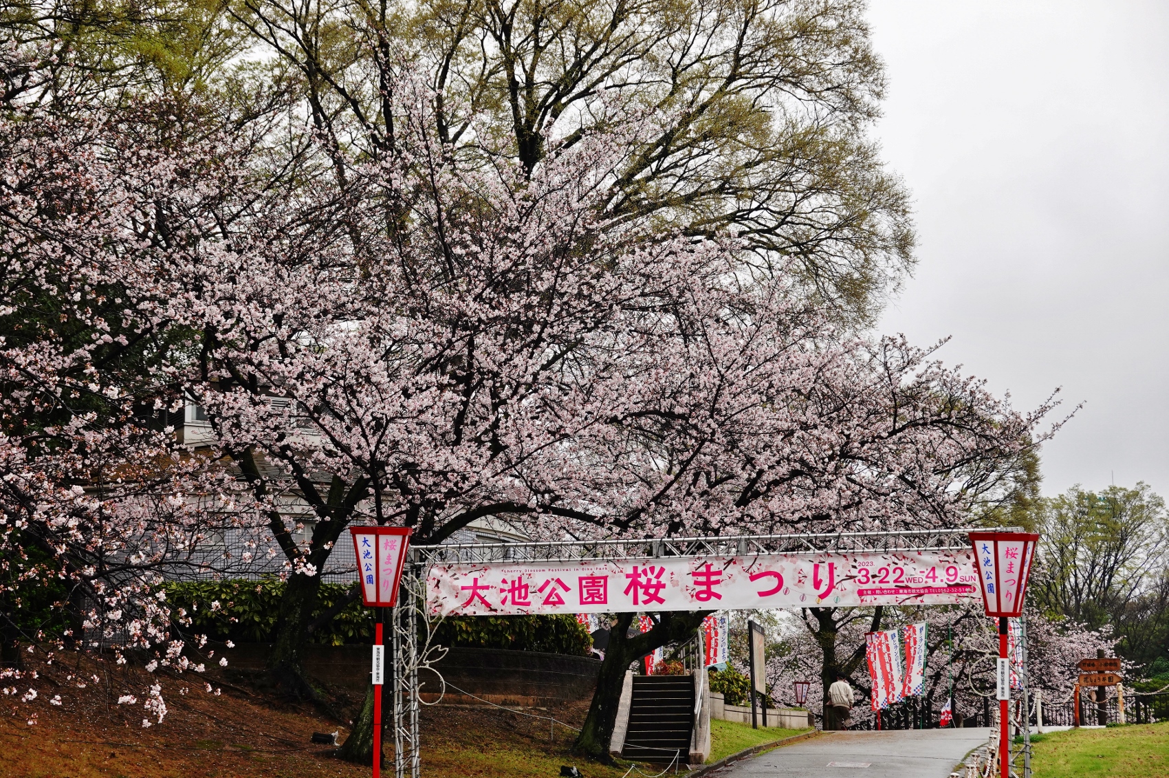 大池公園桜満開