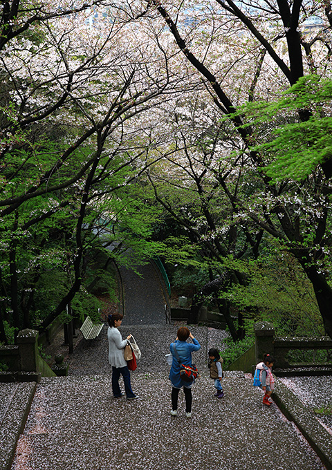 桜散る頃