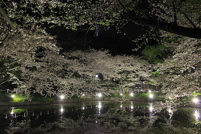 水面に咲く