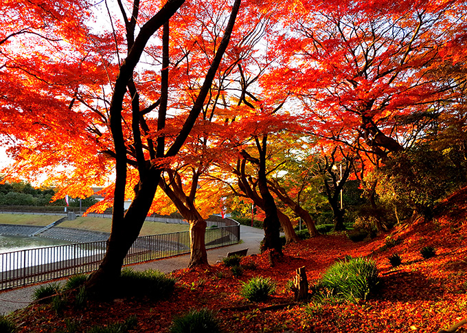 夕暮れの紅葉