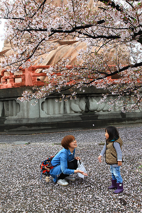 散り桜