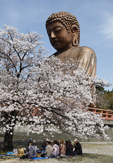 大仏も花見