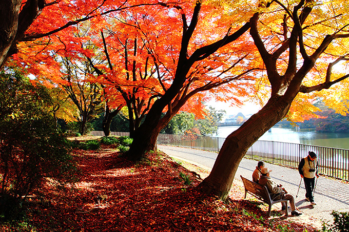 紅葉の下で 歩行レッスン