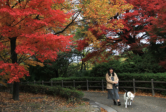 愛犬と散歩