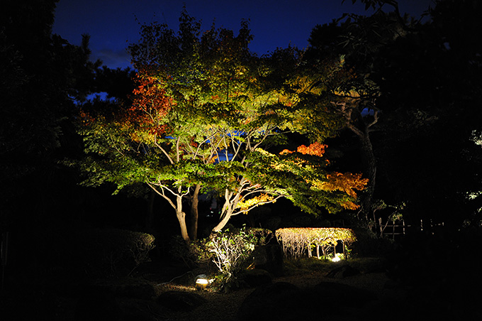 夜空に浮かび上がるもみじ