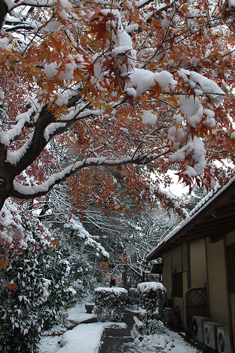 雪の嚶鳴庵