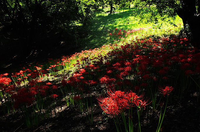 彼岸花の園