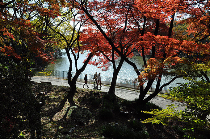 紅葉を撮る