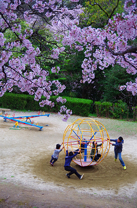 桜の下で