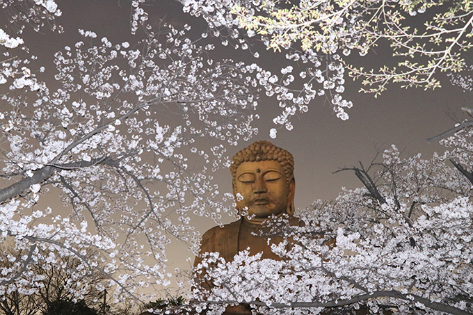 夜桜大仏