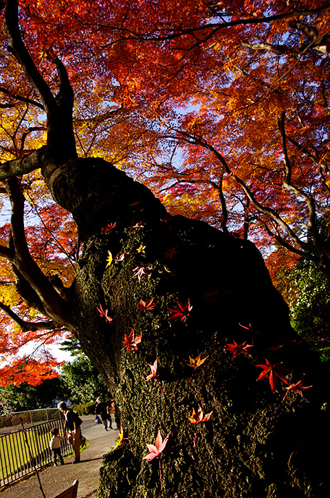 紅葉の散歩道