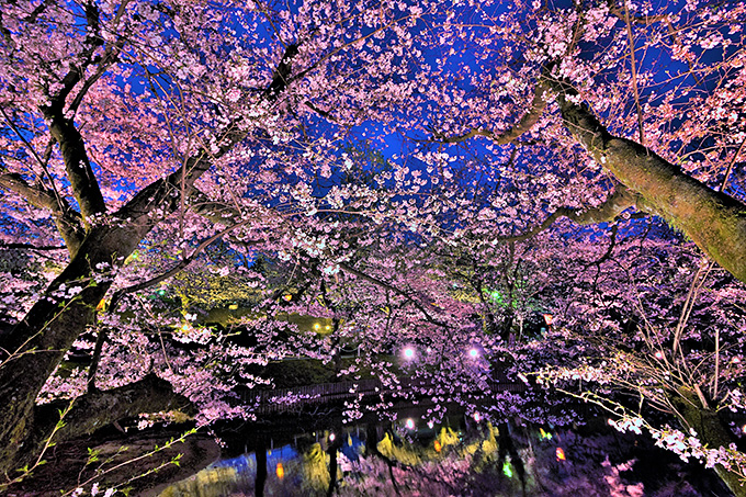 桜花千変万化