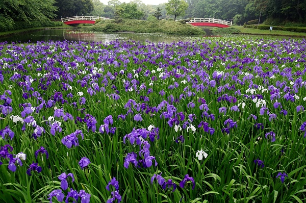 上野台公園のカキツバタ