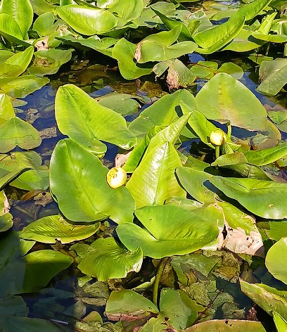 上野台公園コウホネ