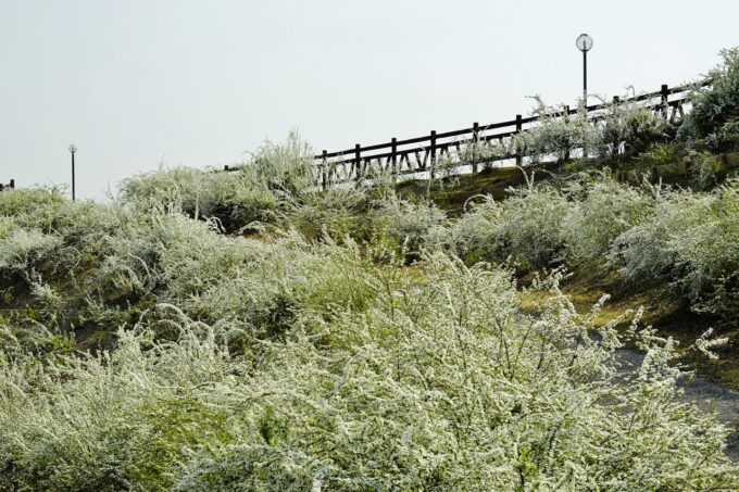 大池公園展望の丘 雪柳の花