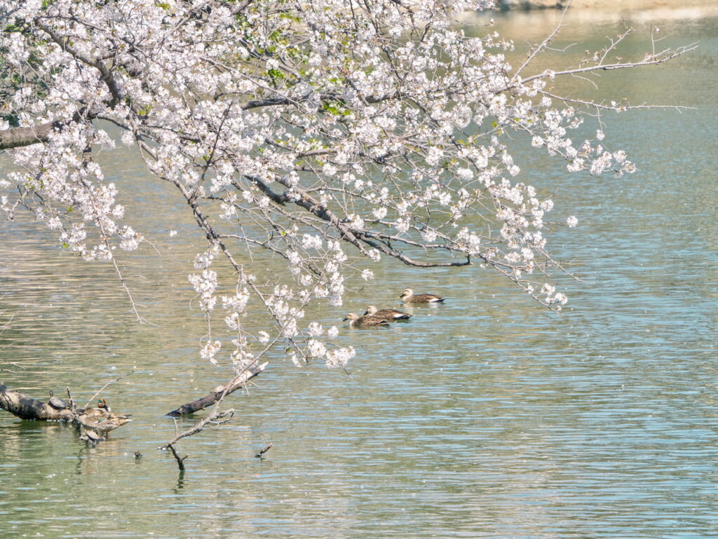大池公園 桜2025.4.4