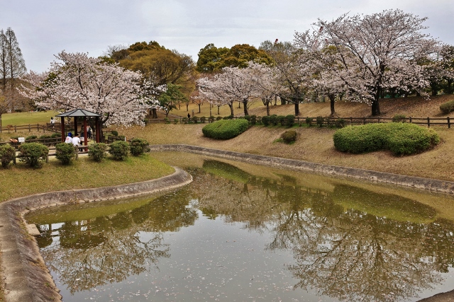 平地公園　桜