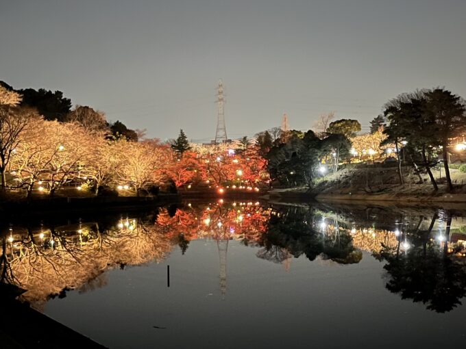 大池公園ライトアップ