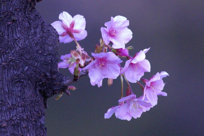 東海町河津桜並木(2026.2.19)①