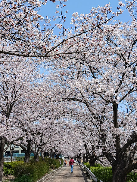 脇ノ田公園 桜2025.4.5
