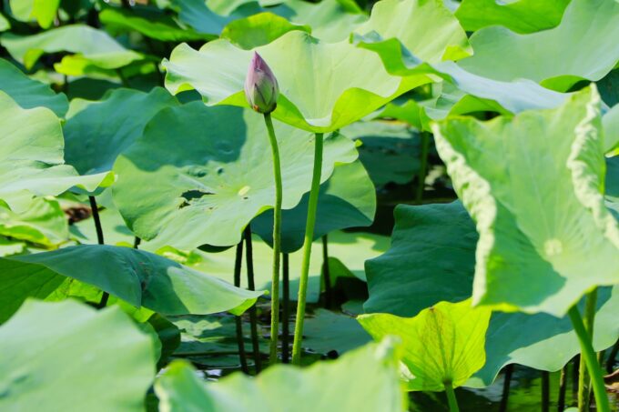 平地公園蓮