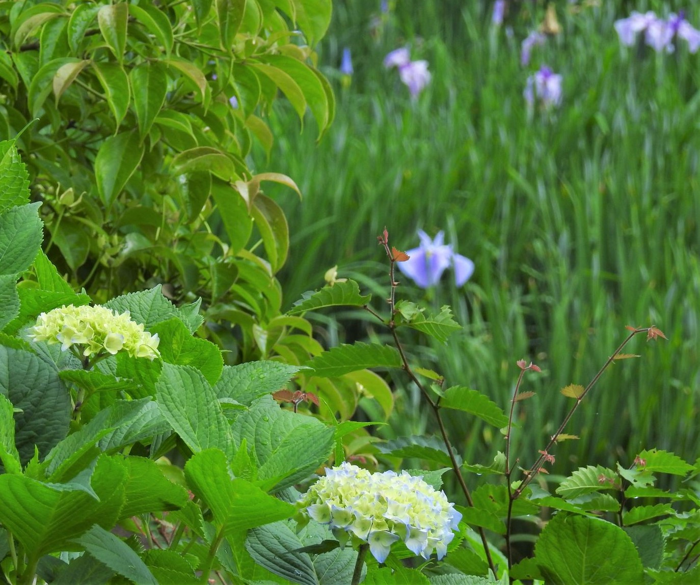 大池公園　しょうぶと紫陽花