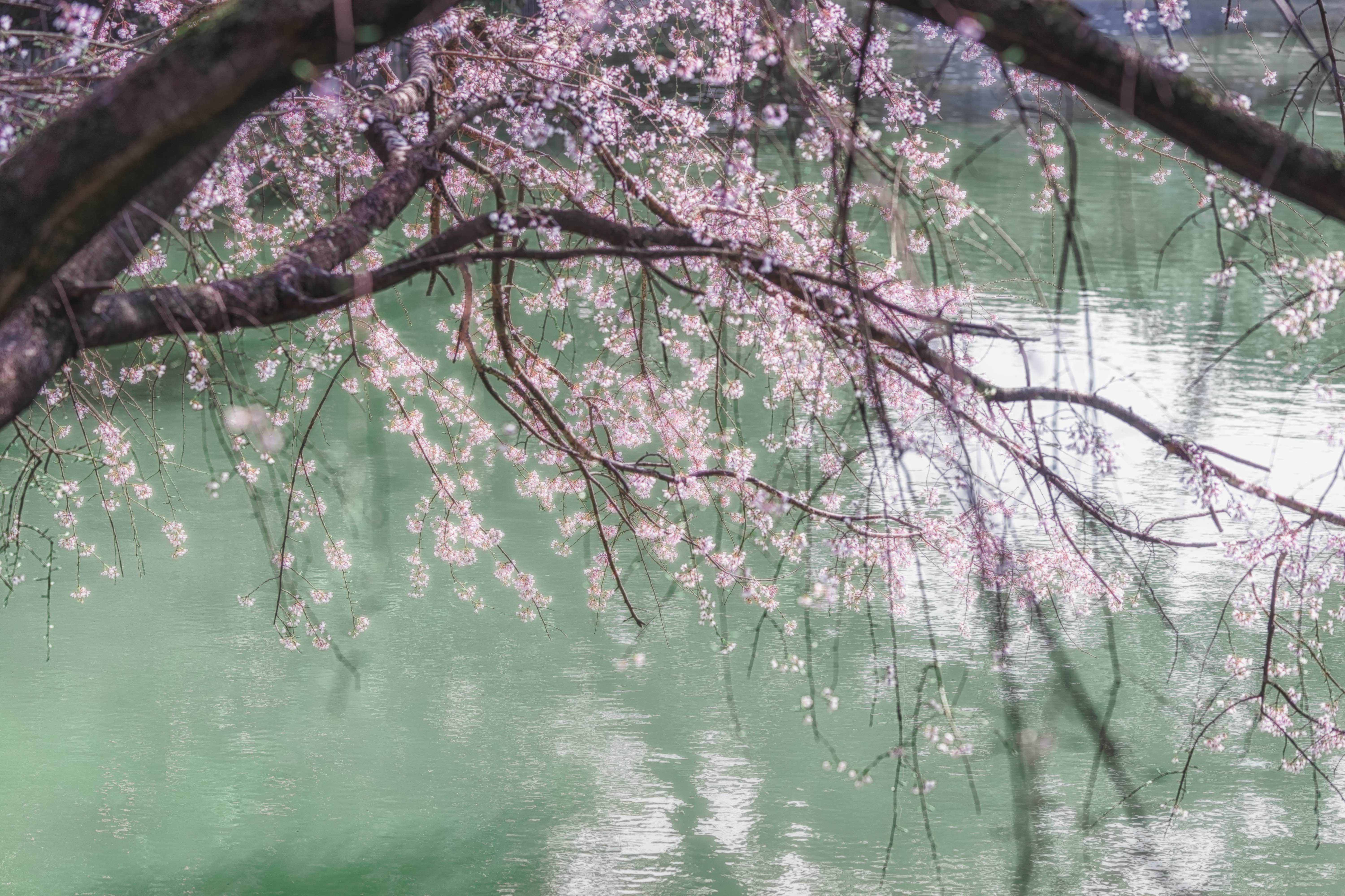 大池公園　桜