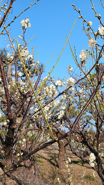 大池公園　白梅