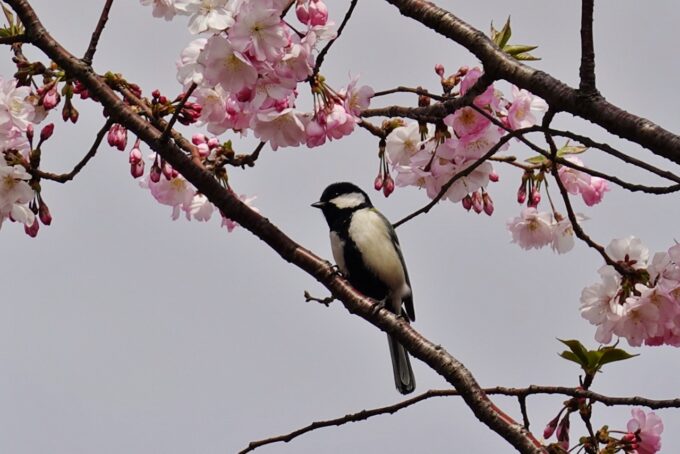 ランの道 桜2025.4.5