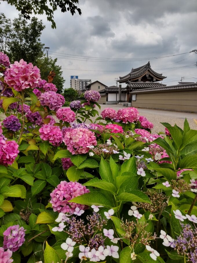 ランの道紫陽花