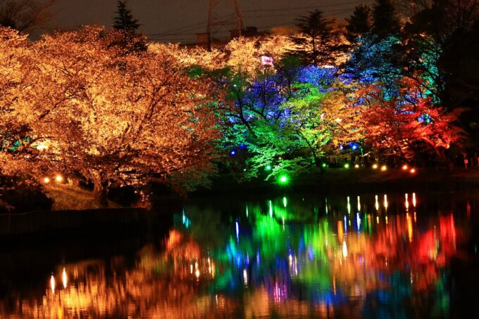 大池公園 夜桜2025.4.5