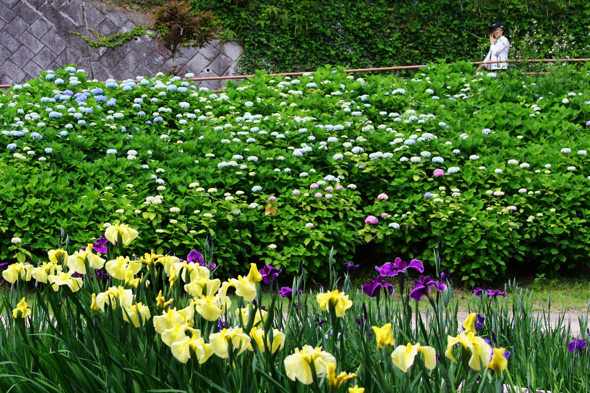 大池公園　花しょうぶ　紫陽花
