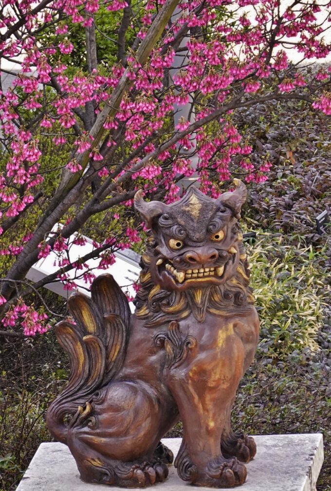 沖縄広場 寒緋桜