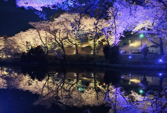 大池公園 夜桜2025.4.9