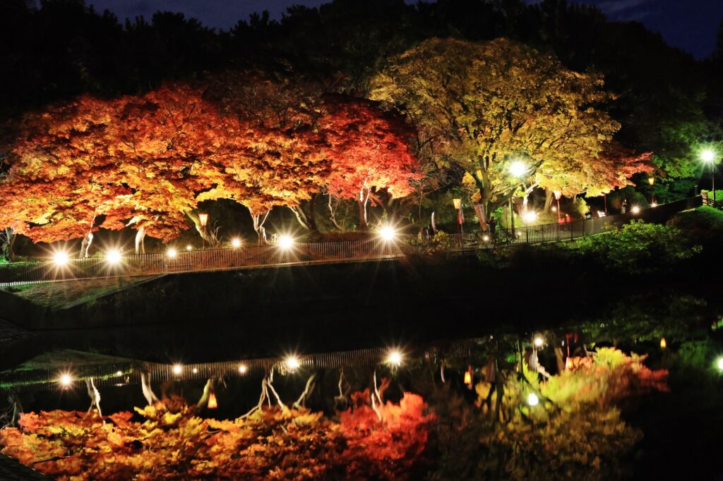 聚楽園公園もみじライトアップ