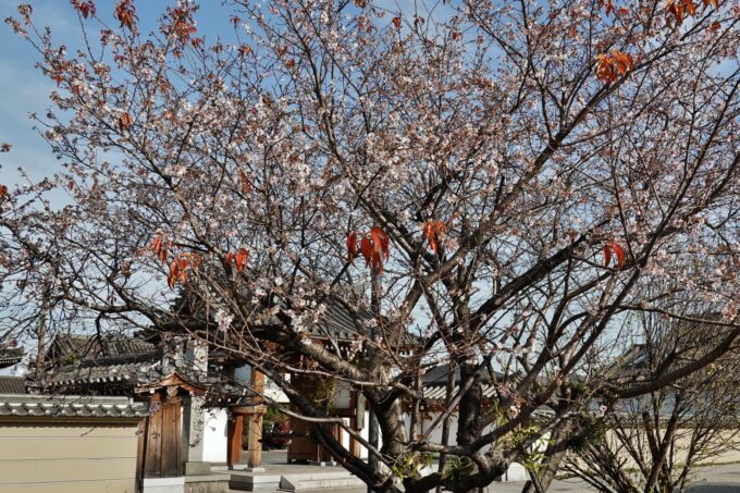 ランの道　四季桜