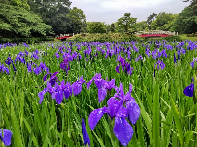 上野台公園　杜若