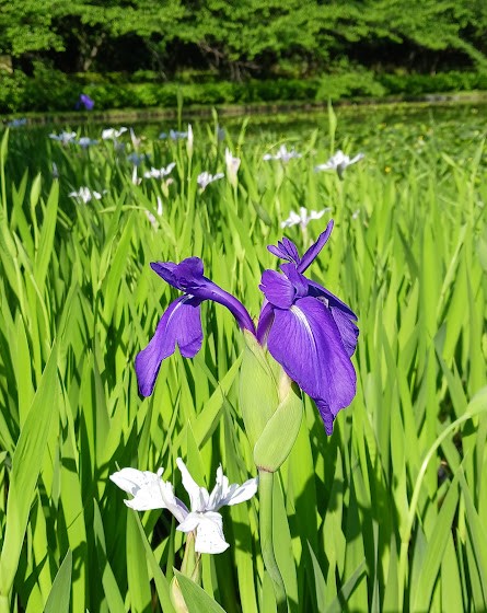 上野台公園 カキツバタ