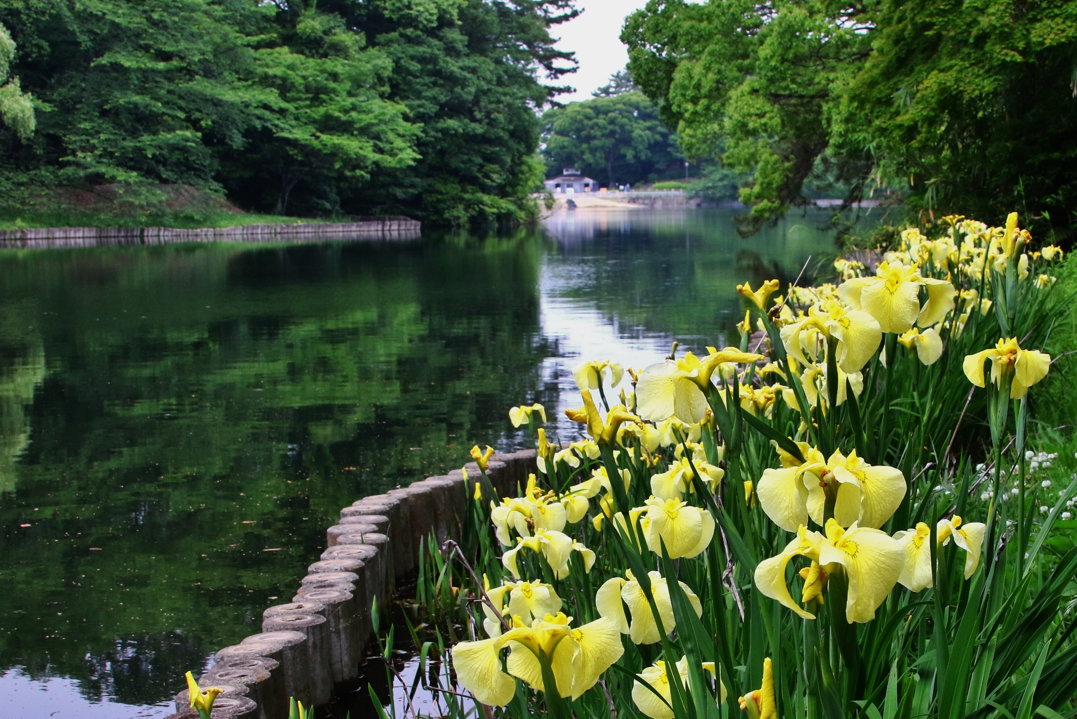 大池公園　花しょうぶ　黄色